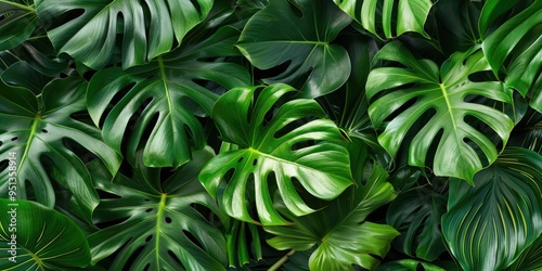 Vibrant Monstera Foliage Surrounded by a Rich Tropical Environment