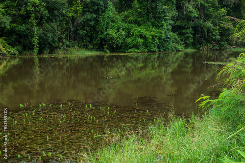 Scenic of swamps in national park