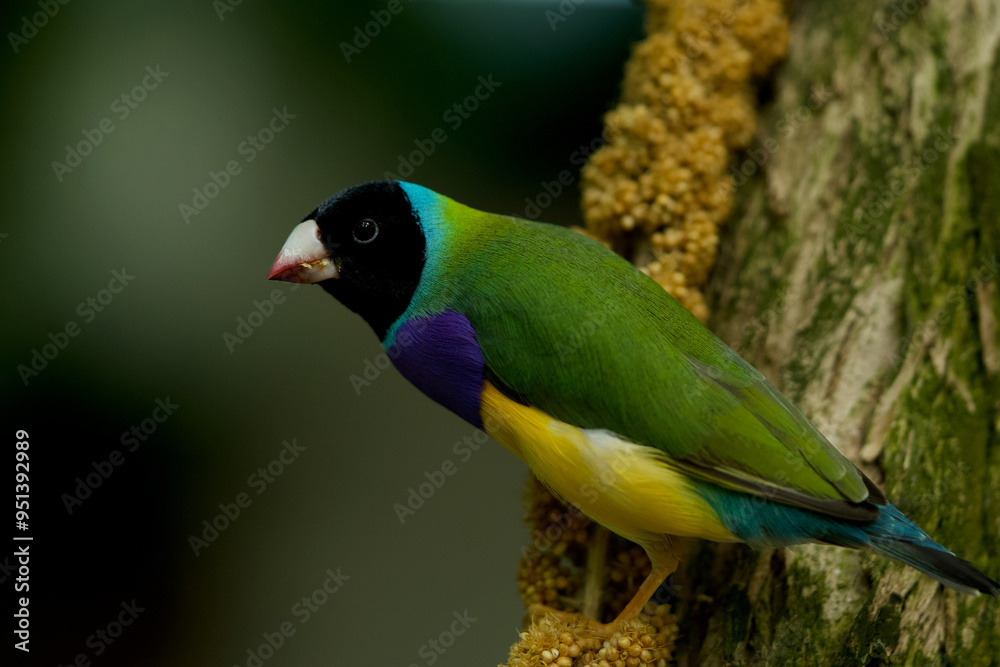 Fototapeta premium Birds Images Nature beak jay