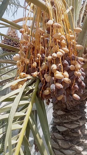 Wallpaper Mural close up of a palm tree video  Torontodigital.ca