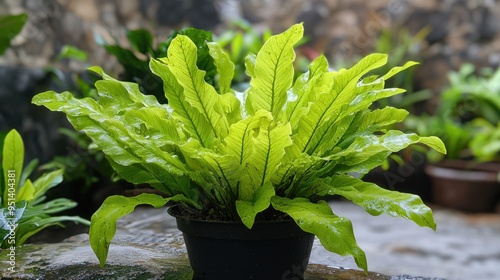 Lush Green Asplenium Leaf Bird's Nest Fern Close-up - Botanical Beauty in Nature photo