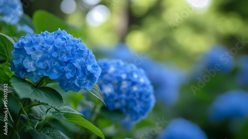 Shimoda Park hydrangeas photo