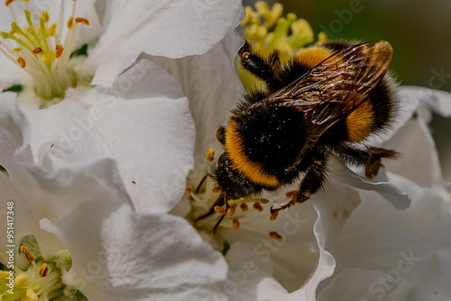 Nahaufnahme einer nektarsaugenden Erdhummel photo