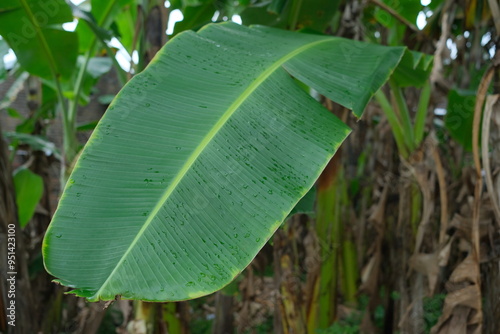 Close-up of a large, green banana leaf with water droplets.