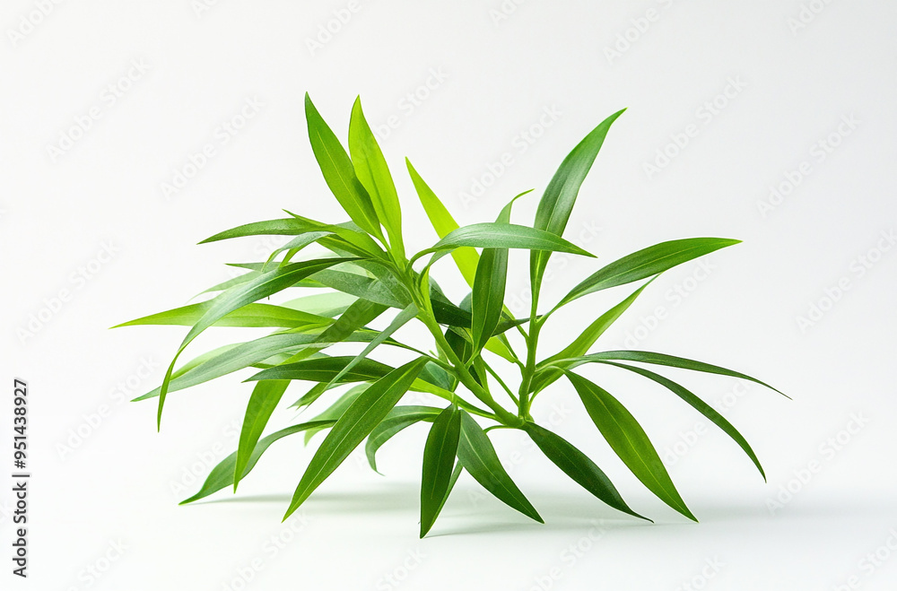 A small green plant with long leaves on a white background A small green plant with long leaves on a white background