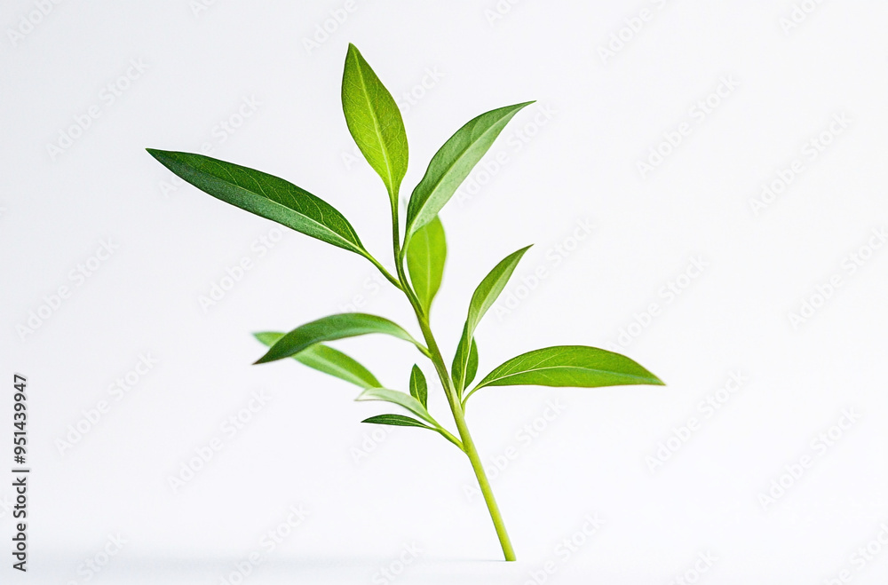 A small green plant with long leaves on a white background A small green plant with long leaves on a white background