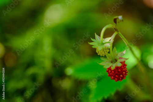 Nahaufnahme einer reifen Walderdbeere photo