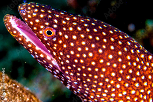 Philippines PG Island - Close-up of underwater creatures photo