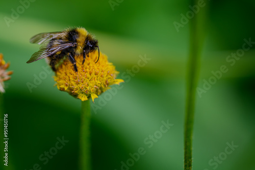 Eine Hummel saugt Nektar an einer Blüte photo