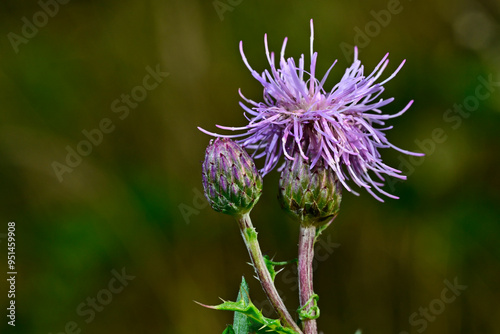 Acker-Kratzdistel // creeping thistle (Cirsium arvense) photo
