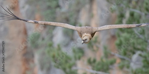 Griffon Vulture - Gyps fulvus, Crete