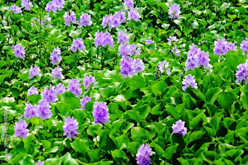 The beauty of the purple water hyacinth flowers that cover the surface of the Pening Ambarawa swamp