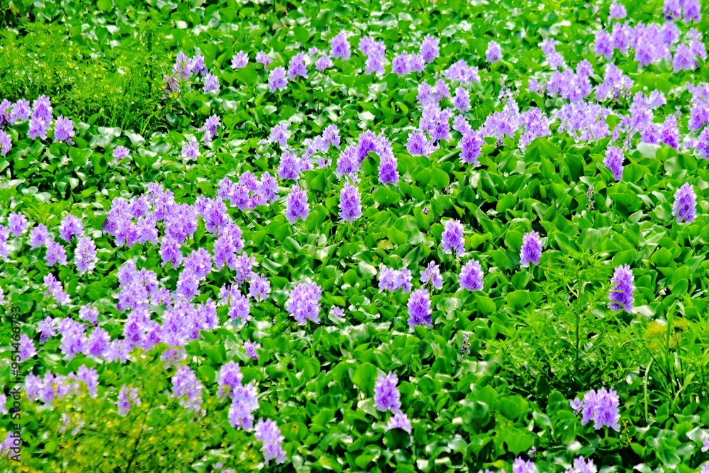 The beauty of the purple water hyacinth flowers that cover the surface of the Pening Ambarawa swamp The beauty of the purple water hyacinth flowers that cover the surface of the Pening Ambarawa swamp