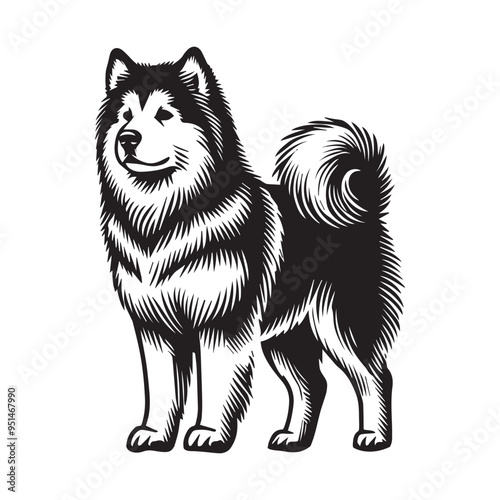 Alaskan Malamute Dog Standing - standing dog side view Vector illustration in black and white
