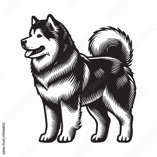Alaskan Malamute Dog Standing - standing dog side view Vector illustration in black and white
