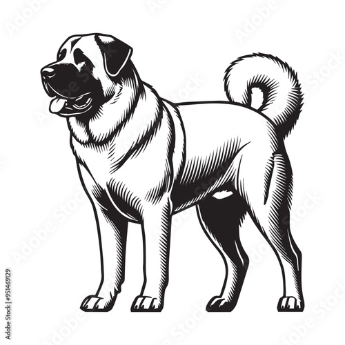 Anatolian Shepherd Dog Standing - Dog silhouette - standing dog side view Vector illustration in black and white