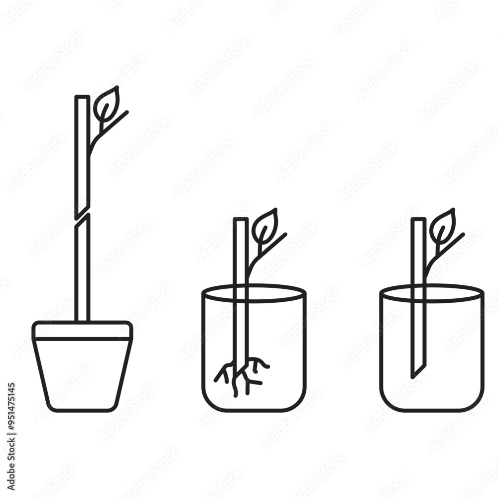 asexual reproduction fragmentation asexual reproduction fragmentation