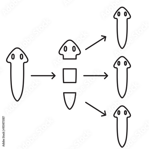 asexual reproduction fragmentation