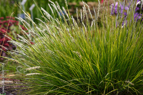 Sesleria autumnalis in garden. Cereals and ornamental grasses in landscape design photo