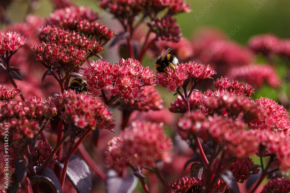 Sedum (hylotelephium) telephium Blue Pearl in garden. Bumblebee on flowers of hylotelephium Sedum (hylotelephium) telephium Blue Pearl in garden. Bumblebee on flowers of hylotelephium