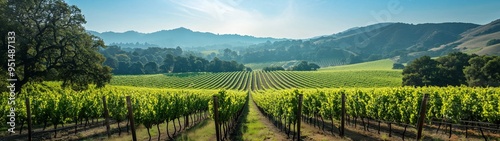 A vast vineyard stretches into the distance under a bright blue sky, with mountain ranges visible in the background, capturing nature's beauty.