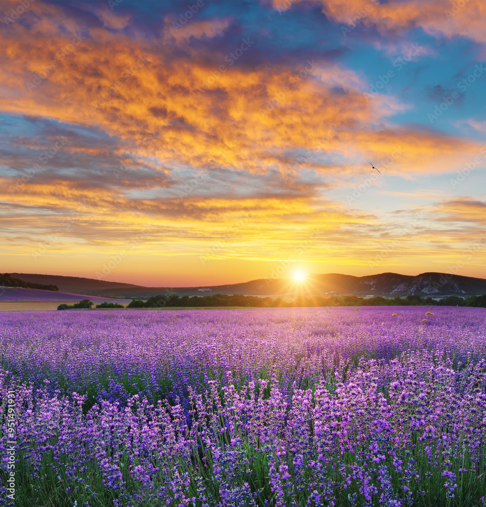 Fototapeta premium Meadow of lavender at sunset.