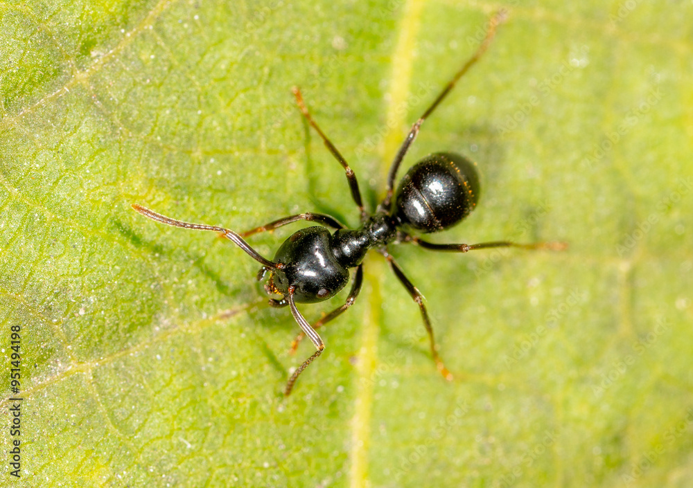Ants collect aphids on a tree leaf. Macro Ants collect aphids on a tree leaf. Macro