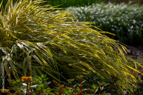  Yellow tuft of Japanese forest grass, Hakonechloa macra aureola. Ornamental Grass - Hakonechloa macra- in autumn garden photo