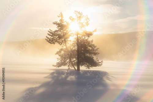 Lone tree image with light flare effect photo