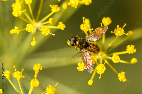 A fly on small yellow flowers. Macro photo