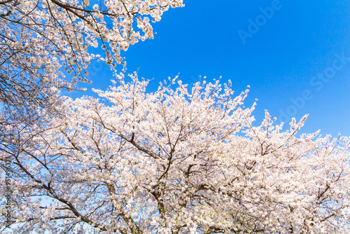 The cherry blossoms in full bloom against the blue sky