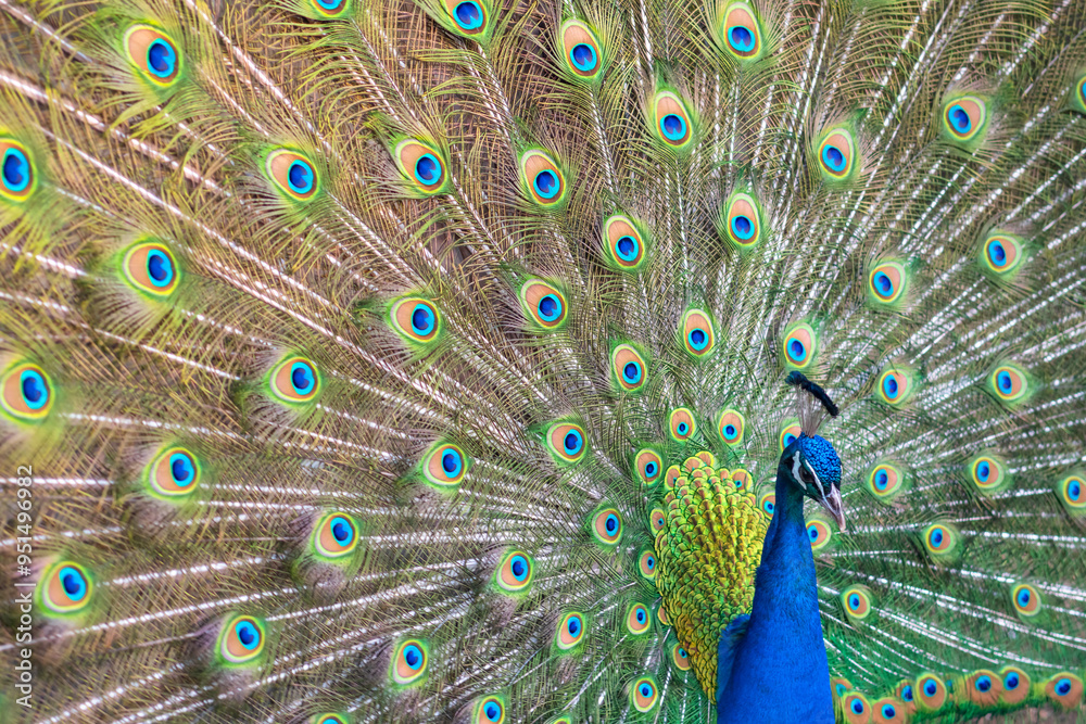Fototapeta premium Beautiful peacock with feathers out
