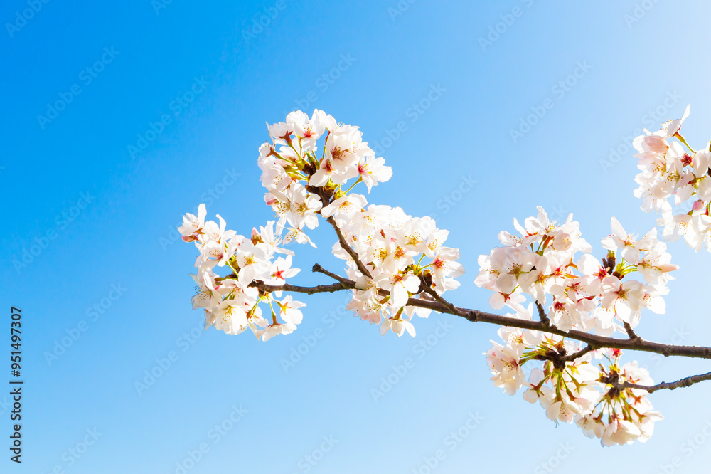 The cherry blossoms in full bloom against the blue sky The cherry blossoms in full bloom against the blue sky