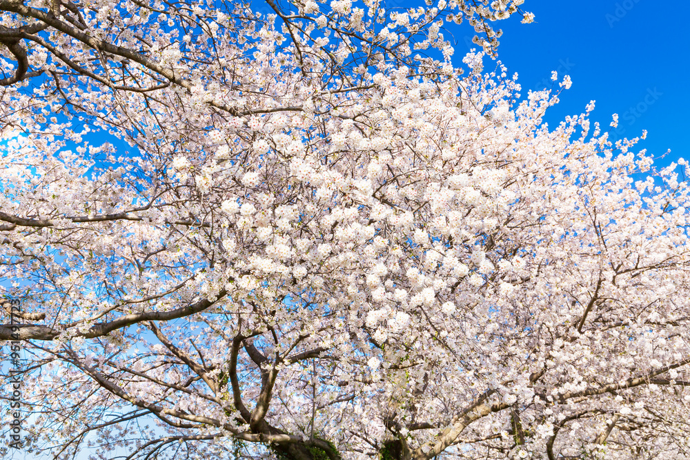 The cherry blossoms in full bloom against the blue sky The cherry blossoms in full bloom against the blue sky