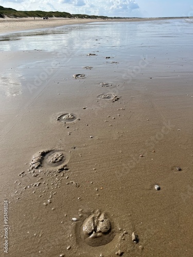 Hoof prints of a horse in the wet sand on the beach photo