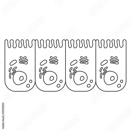 intestinal cell
