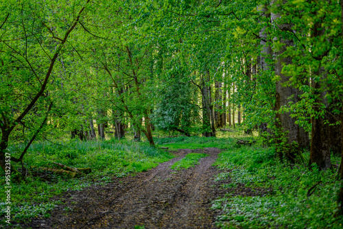 Ein Weg durch einen lichten Auwald photo