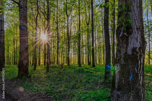 Die Sonne scheint zwischen den Bäumen hindurch