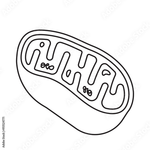 mitochondria