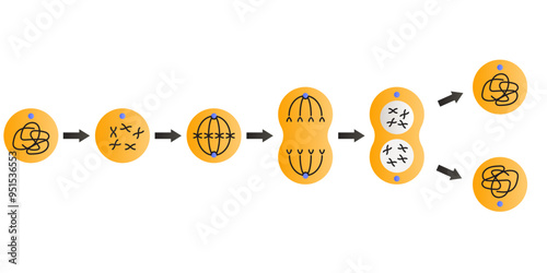 mitosis illustration