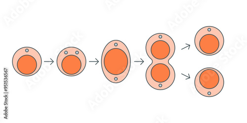 mitosis illustration