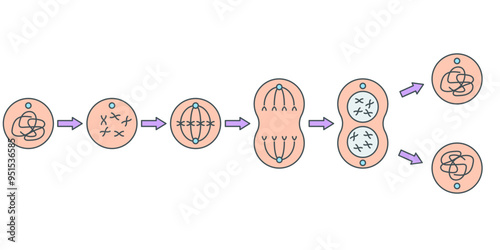 mitosis illustration