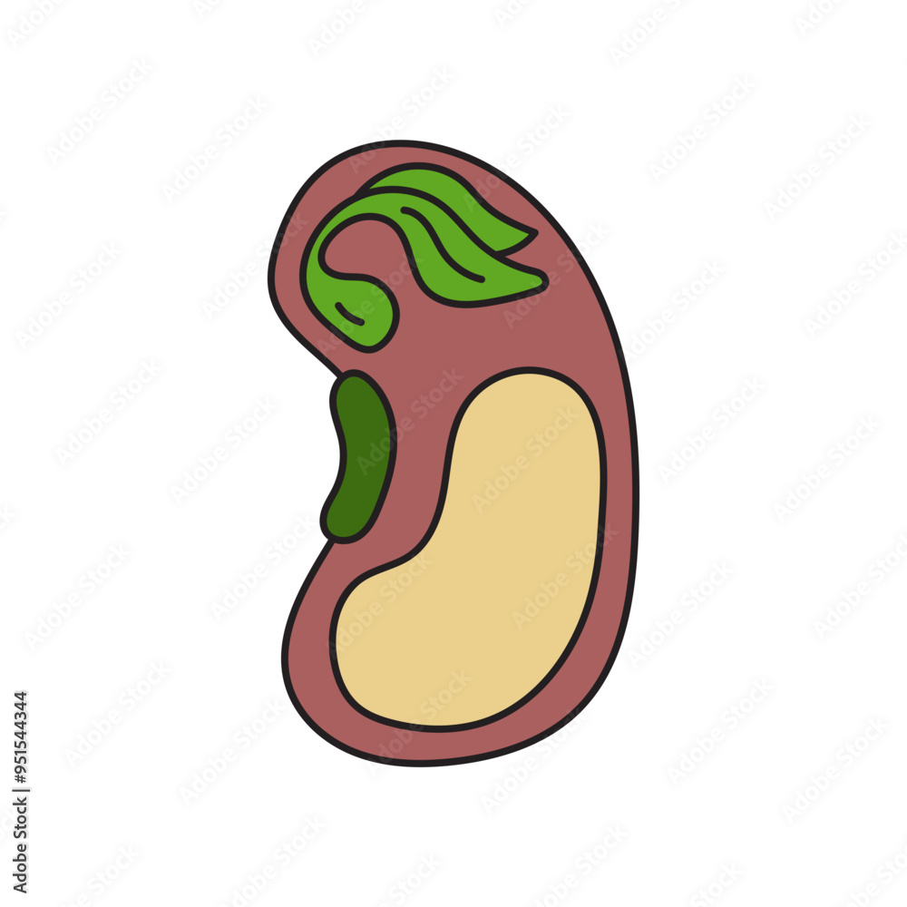 monocot seed illustration monocot seed illustration