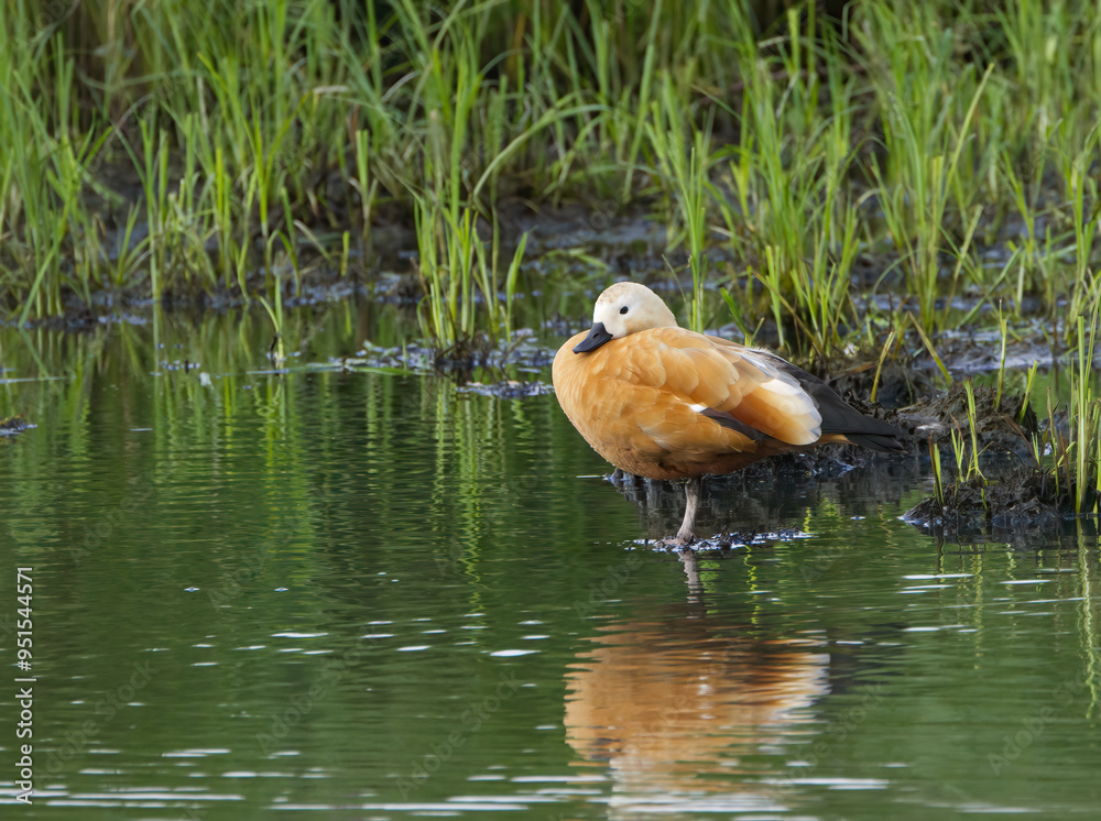 Ruddy goose in the swamp, Ruddy goose female in the pond, goose female, goose in the lake Ruddy goose in the swamp, Ruddy goose female in the pond, goose female, goose in the lake