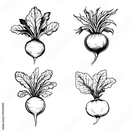 Hand-Drawn Beetroot Illustrations Four Unique Vintage Style Designs