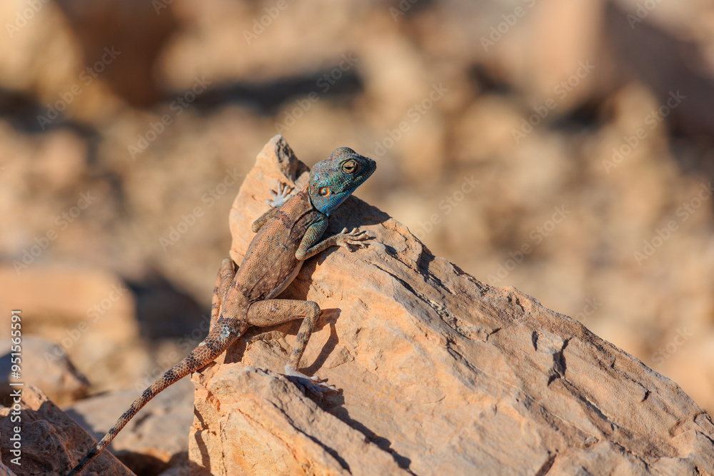Sinai Agama in its natural habitat, Middle East. Lizard with blue head in Israeli desert. Chilling on a rock under the sun Sinai Agama in its natural habitat, Middle East. Lizard with blue head in Israeli desert. Chilling on a rock under the sun