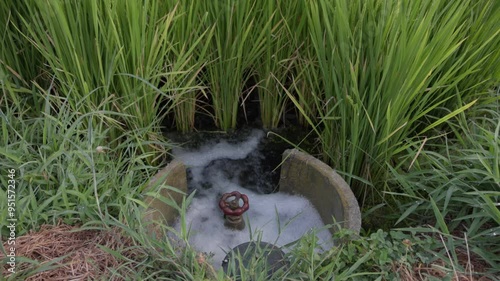 Irrigation water flows by nozzle into green rice field