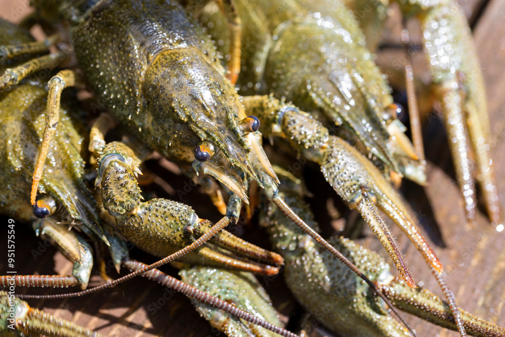 live river crayfish on a wooden table at a picnic live river crayfish on a wooden table at a picnic