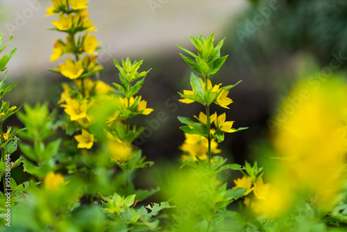 Lysimachia, yellow summer flowers, green bouquet, garden and vegetable garden, gardening