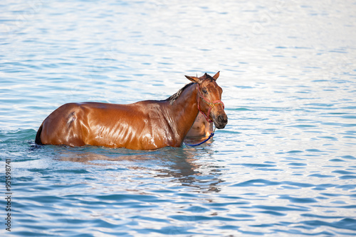 horse in water